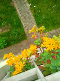 Close-up of yellow flowers