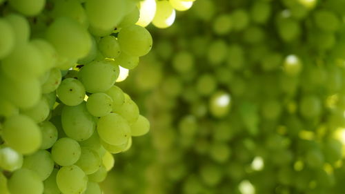 Close-up of grapes growing on tree