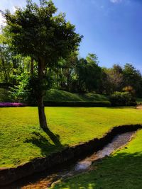 Trees in park against sky