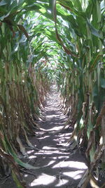 Narrow pathway along plants