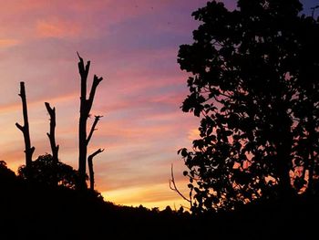 Silhouette of trees at sunset