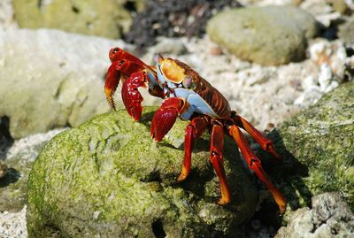 Close-up of crab on rock at galapagos islands
