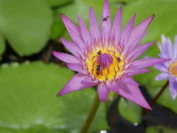 Close-up of insect on purple flower