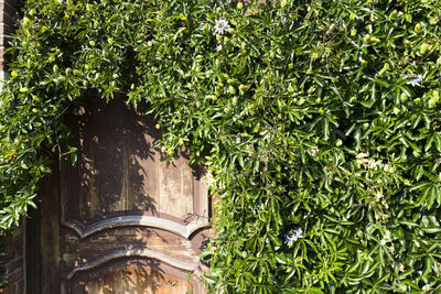 Door covered by plants