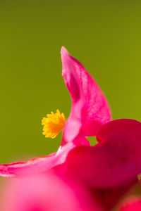Close-up of fresh pink yellow flower