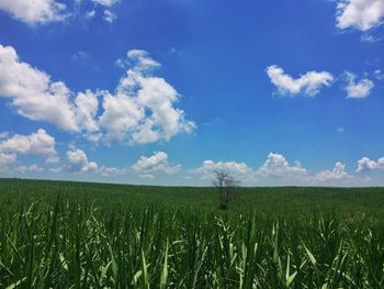 Scenic view of field against cloudy sky