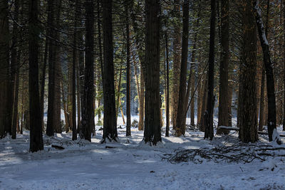 Trees in forest