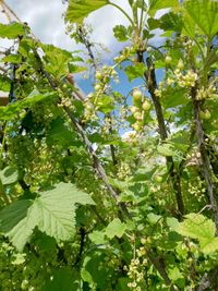 Close-up of fruits growing on tree