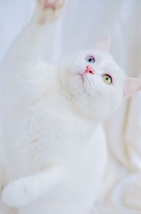 Close-up portrait of white cat