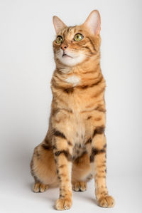 Close-up of cat against white background