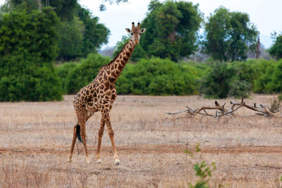 Giraffe standing on landscape against trees