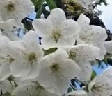 Close-up of white flowers