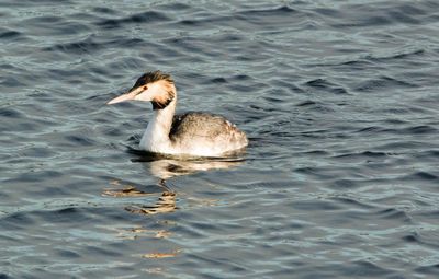 Duck swimming in sea