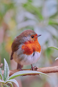 Close-up of robin  bird perching on plant