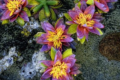 Close-up of fresh flowers blooming outdoors