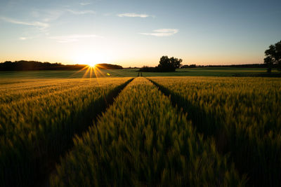 Scenic view of agricultural field against sky during sunset