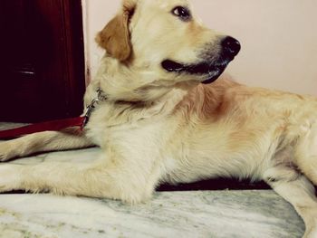 Dog resting on ground