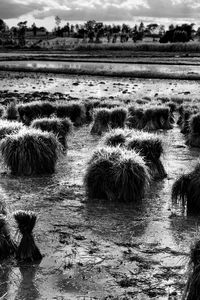 Scenic view of rural landscape