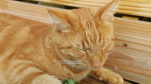 Close-up of ginger cat