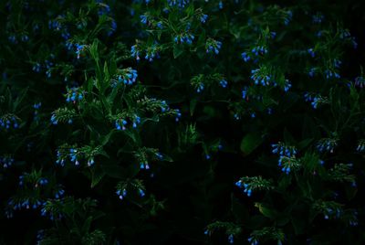 Full frame shot of purple flowers