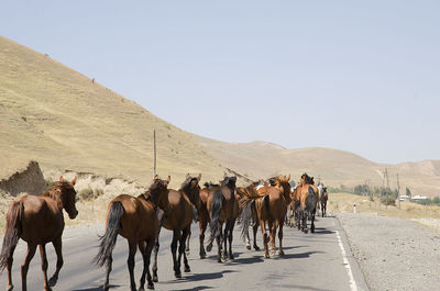Panoramic view of horses on road against clear sky