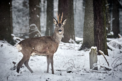 Deer on snow covered land