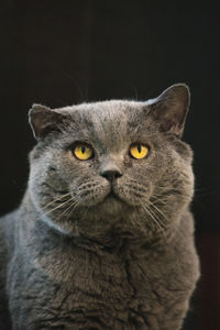 Close-up portrait of a cat against black background