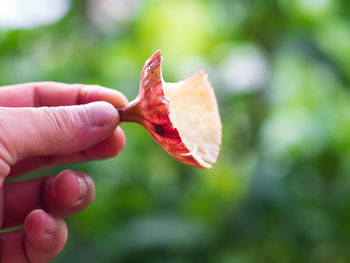 Close-up of hand holding leaf