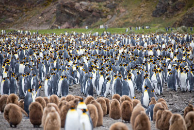 Herd of penguins on field 