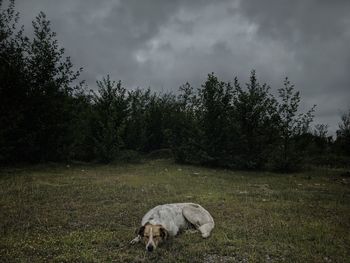 View of an animal on field