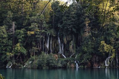 Scenic view of forest