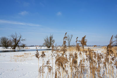 Trees on snow covered landscape against sky