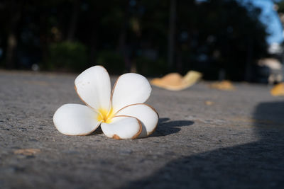 Close-up of white flower