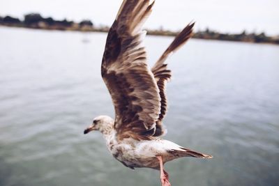 Close-up of seagull flying over sea