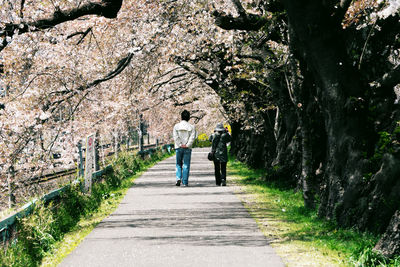 Rear view of people walking on road amidst trees