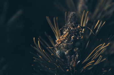 Close-up of insect dried plant against blurred background