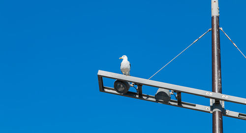 Low angle view of seagull perching on metal against blue sky