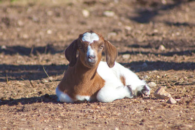 Portrait of goat relaxing on field