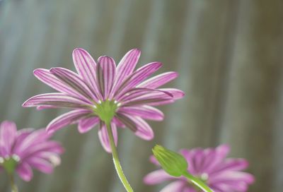 Close-up of flowers blooming outdoors