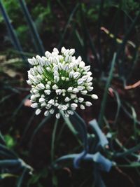 Close-up of white flowers