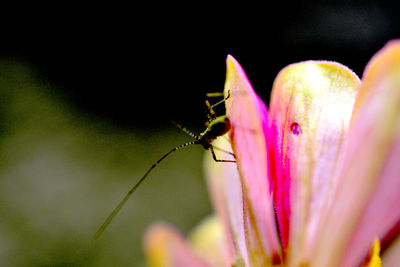 Close-up of insect on pink flower