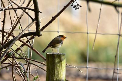 Bird perching on a fence