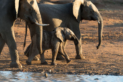 View of elephant drinking water from land