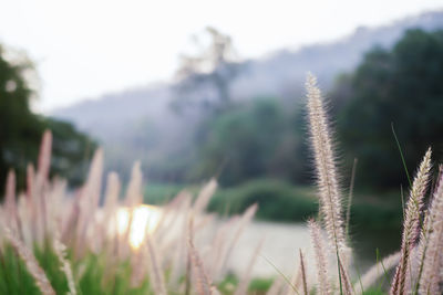 Close-up of plants growing on field against sky