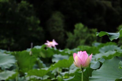 Close-up of pink water lily