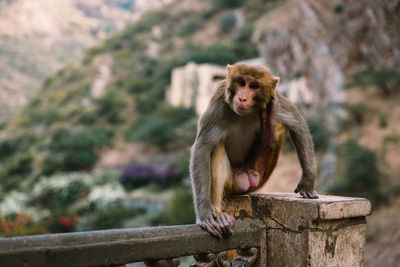 Monkey sitting on looking away