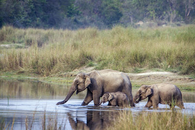 Elephant drinking water in lake