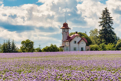 Flowers growing on field by building against sky