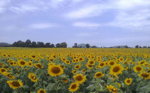 Scenic view of sunflower field against sky