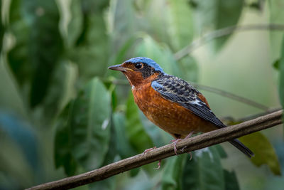 Close-up of bird perching on branch